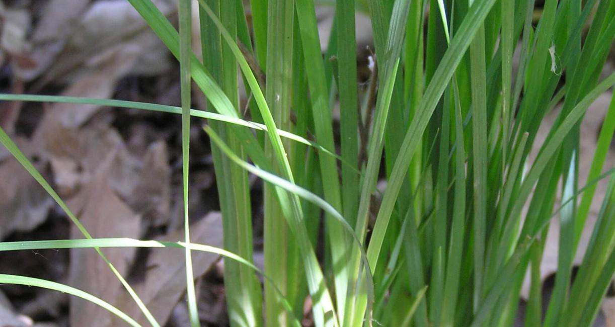 Common Blue Eyed Grass leaves