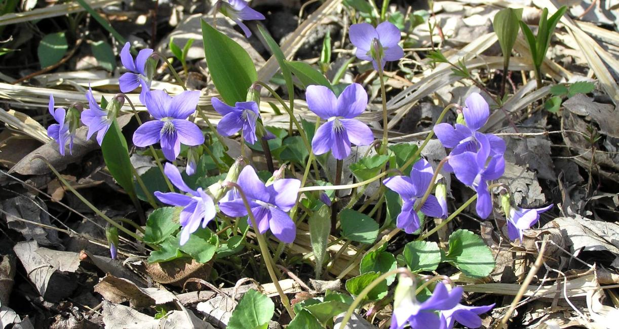 Common Blue Violet flower