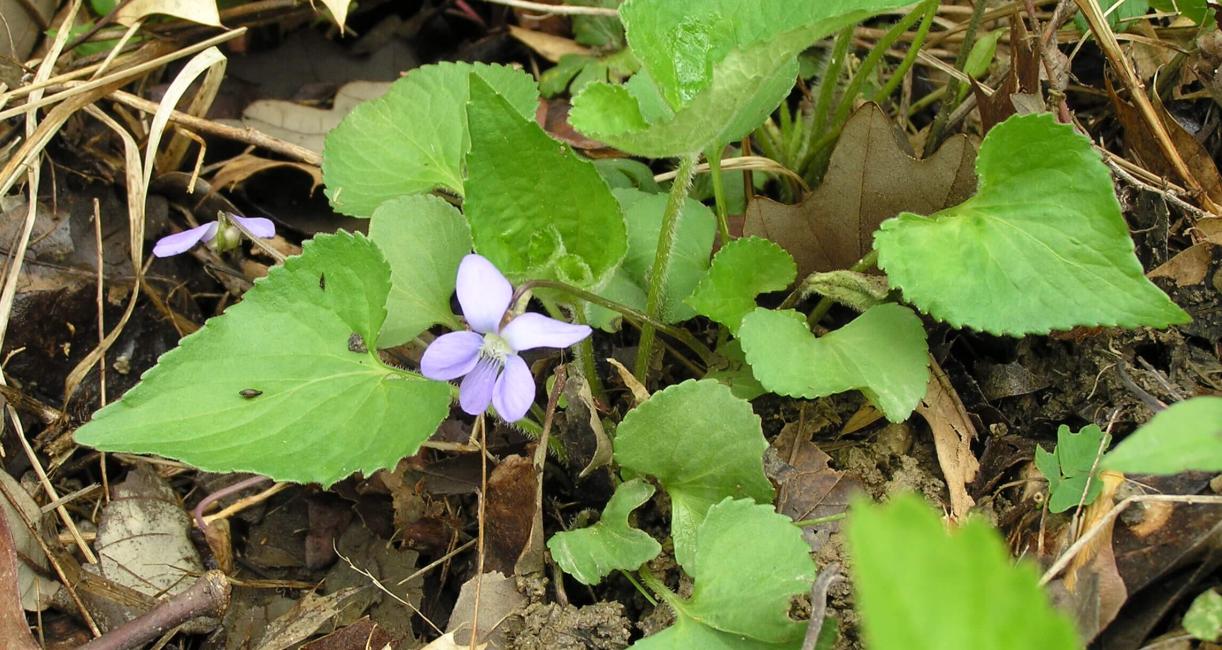Common Blue Violet habit