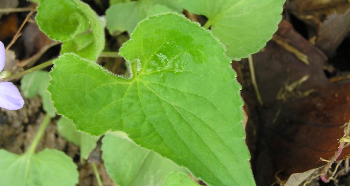 Common Blue Violet leaves
