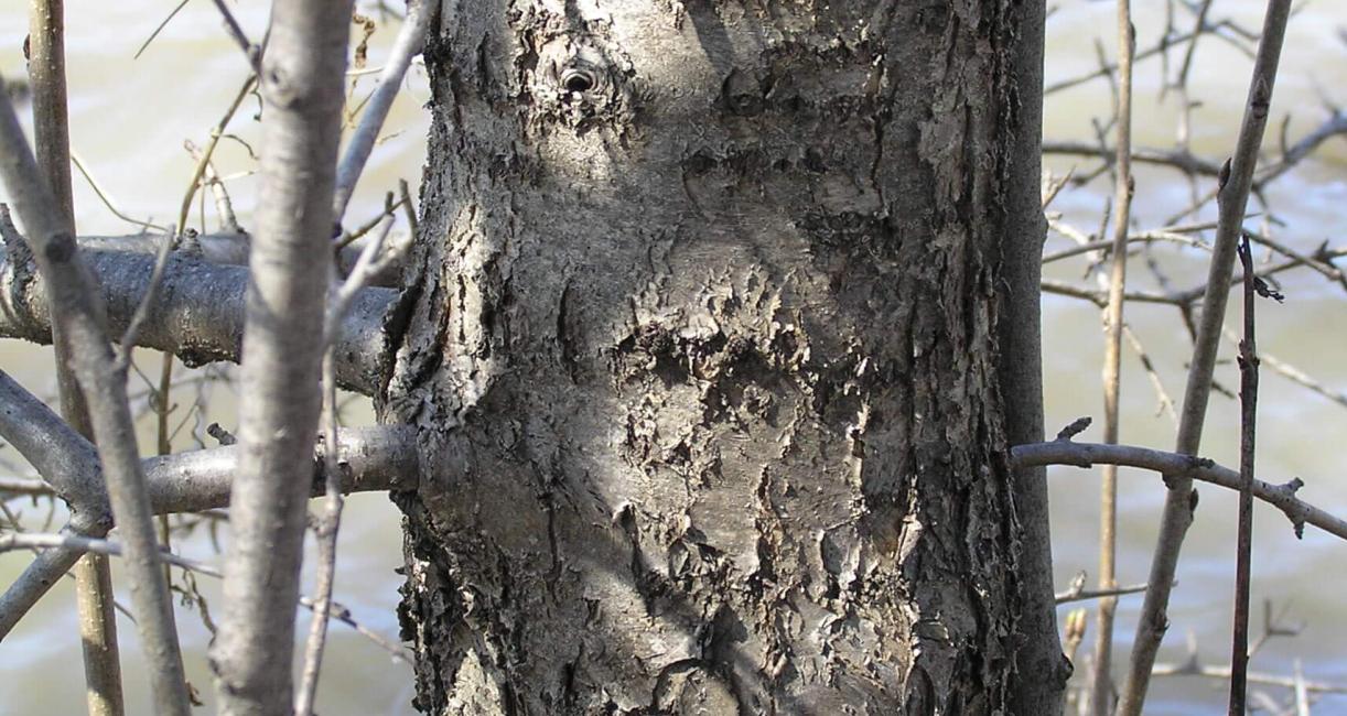 Common Buckthorn bark