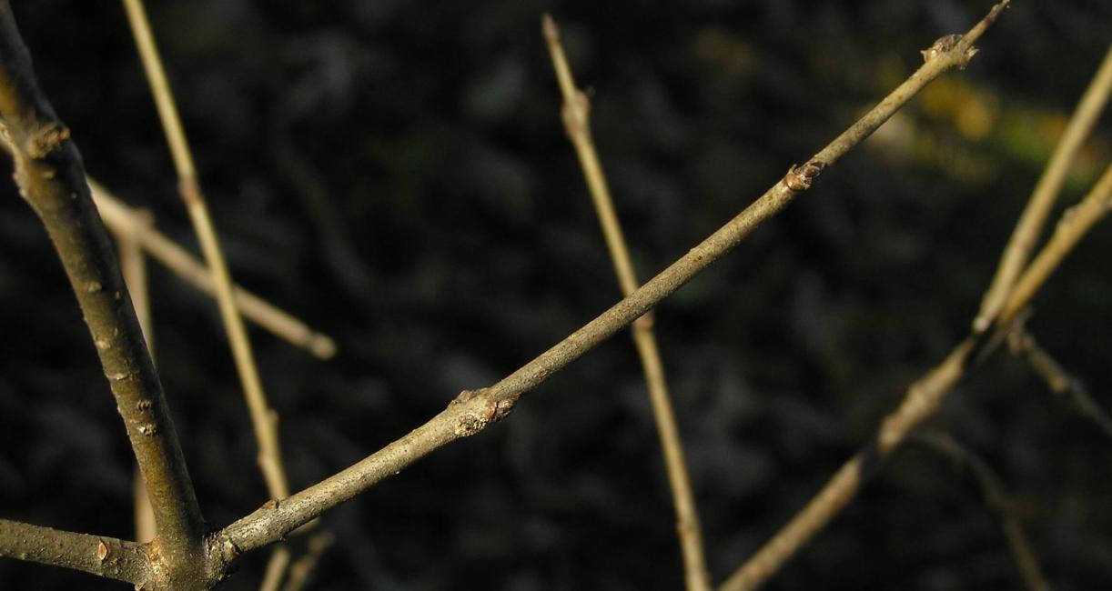 Common Buckthorn branch