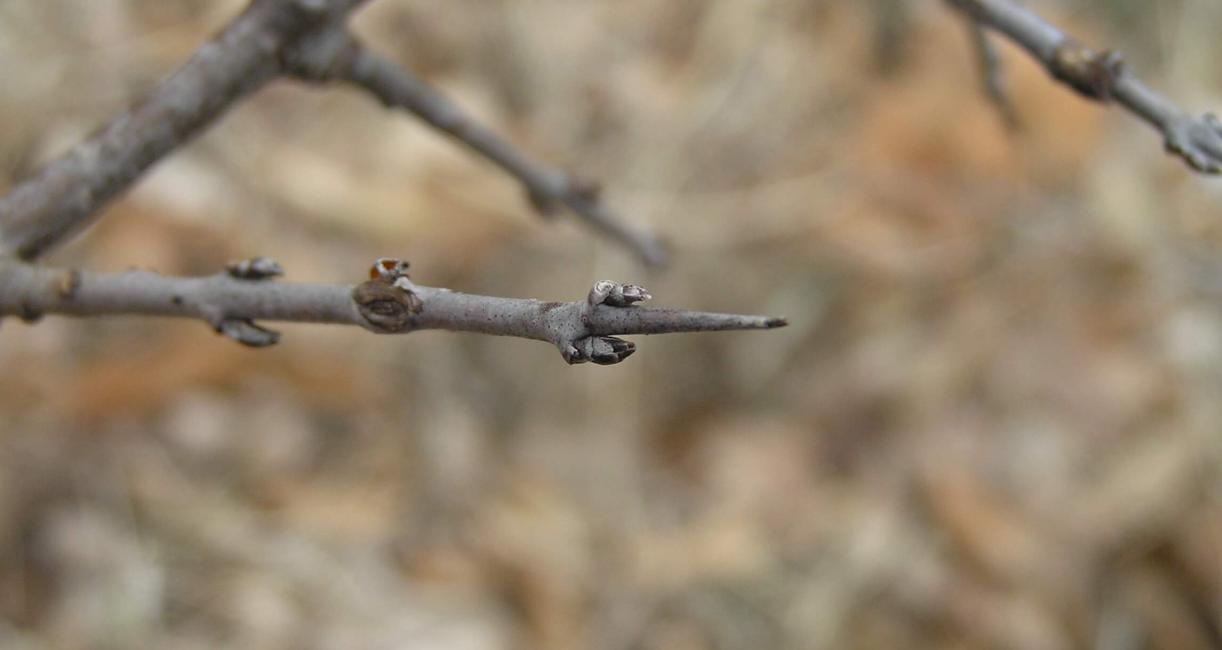 Common Buckthorn bud