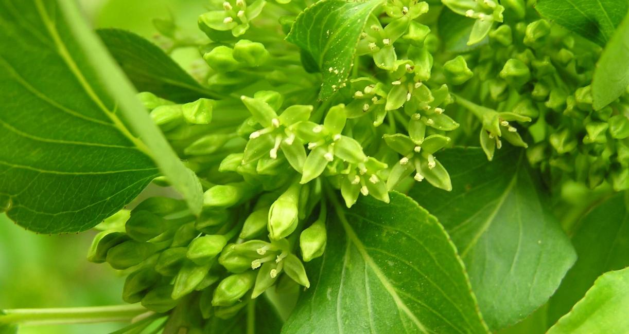Common Buckthorn flower