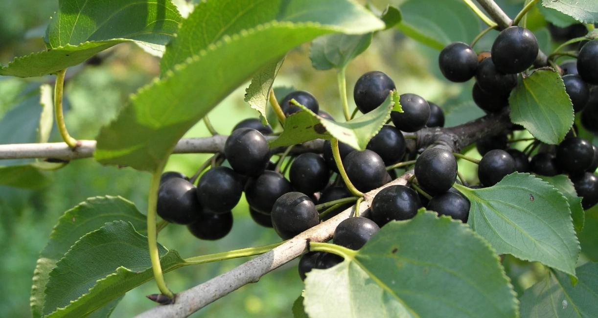 Common Buckthorn fruit