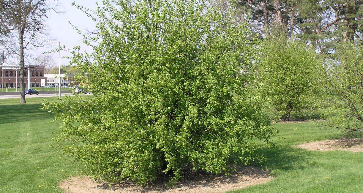 Common Buckthorn habit