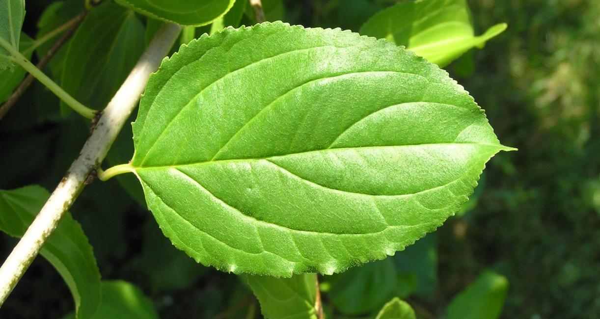 Common Buckthorn leaves