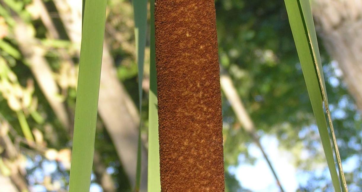 Common Cattail flower