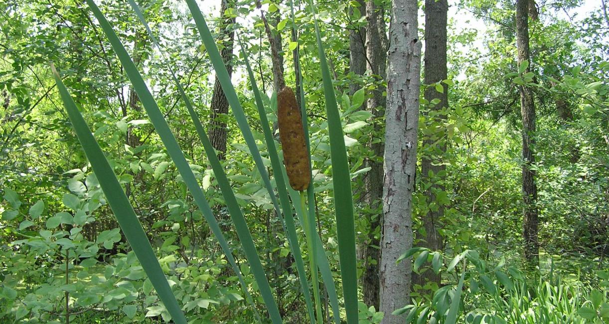 Common Cattail habit