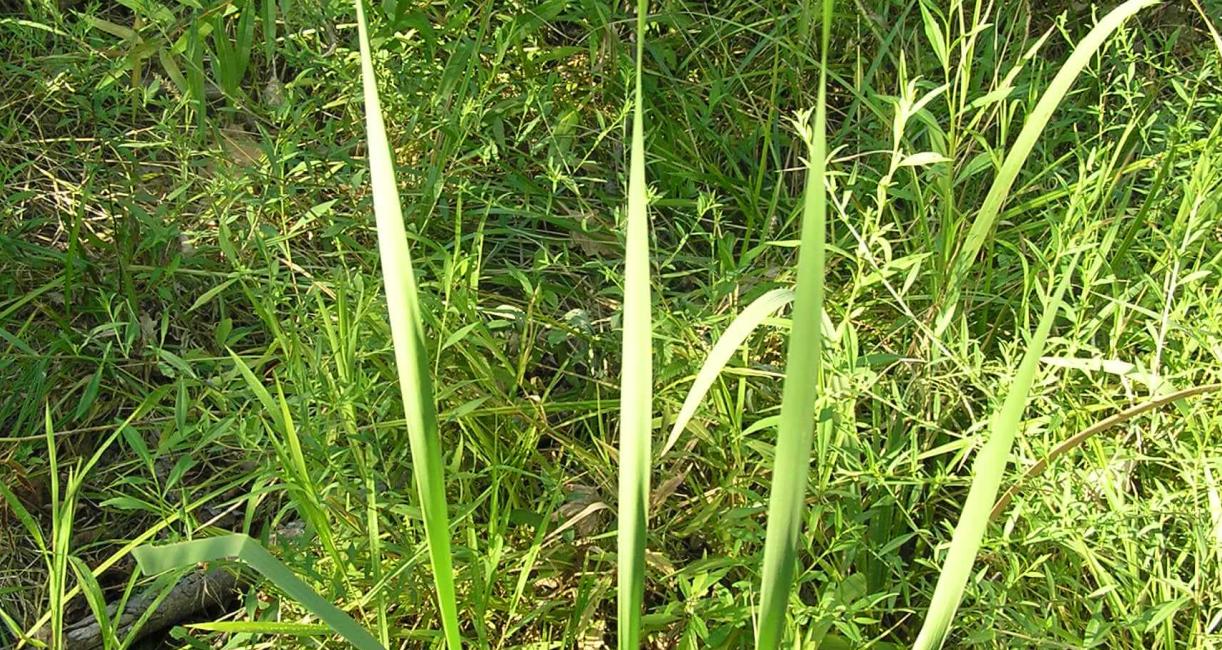Common Cattail leaves