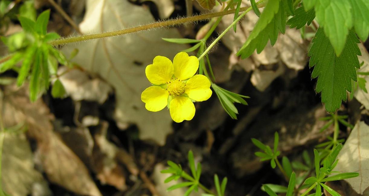 Common Cinquefoil flower