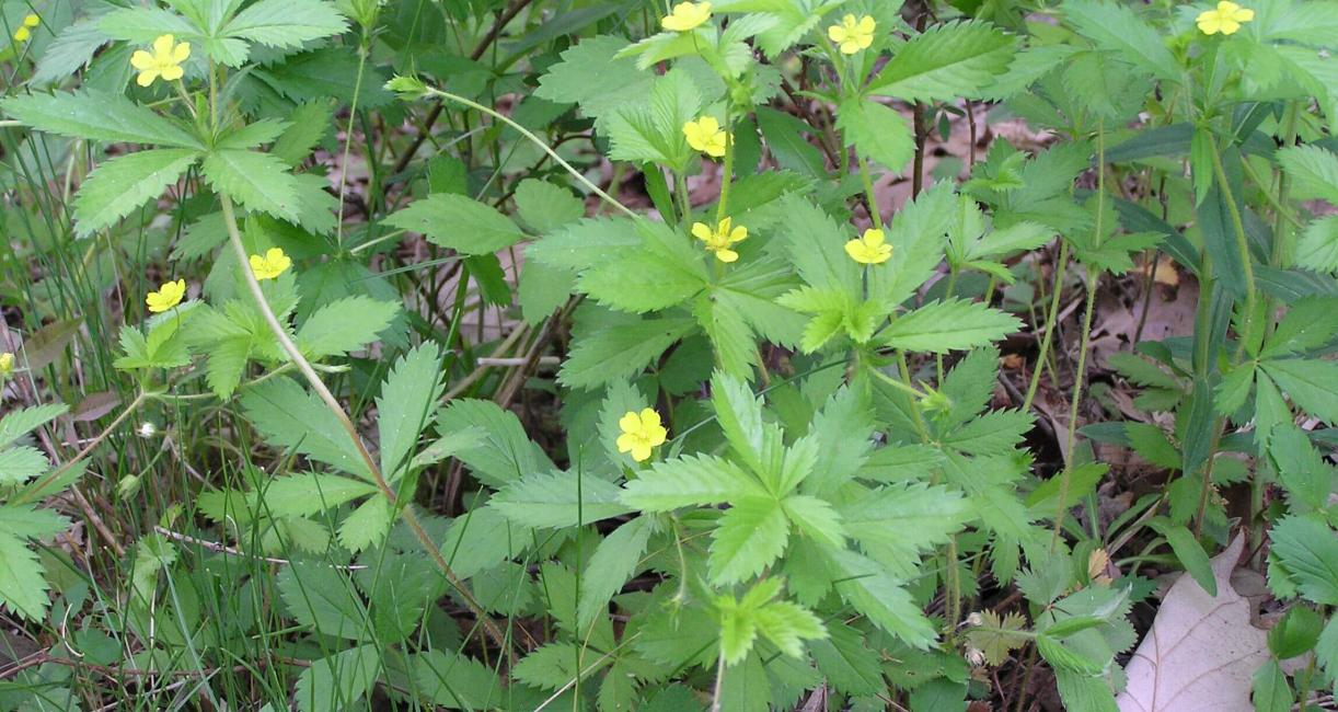 Common Cinquefoil habit