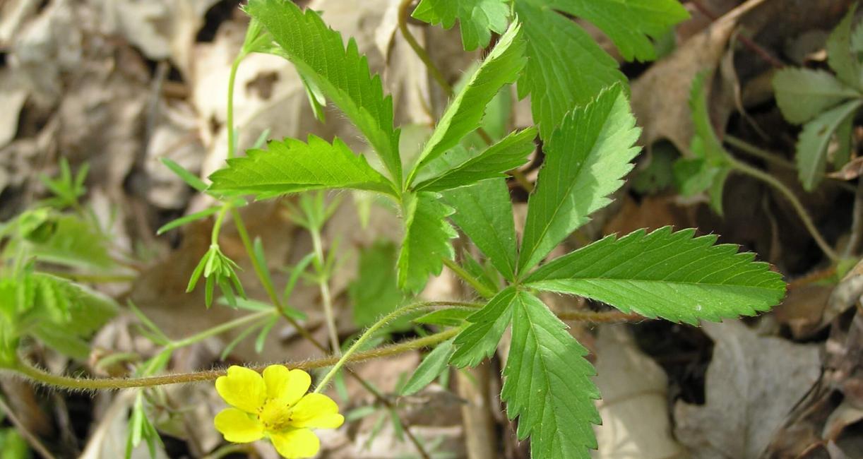 Common Cinquefoil leaves