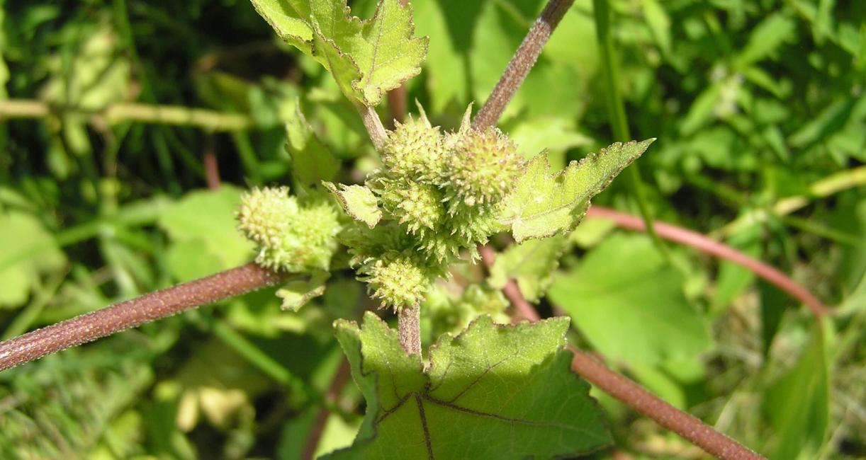 Common Clotbur flower