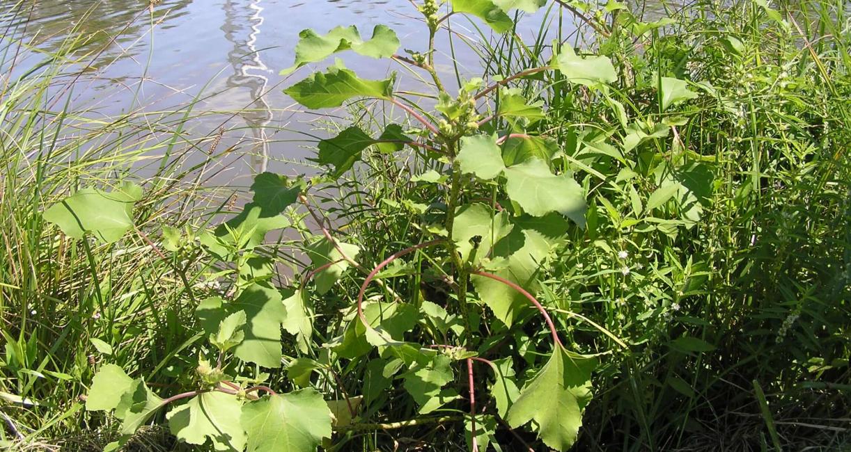 Common Clotbur habit
