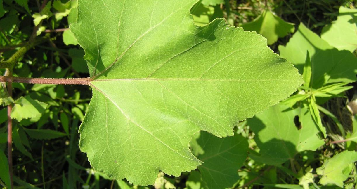 Common Clotbur leaves