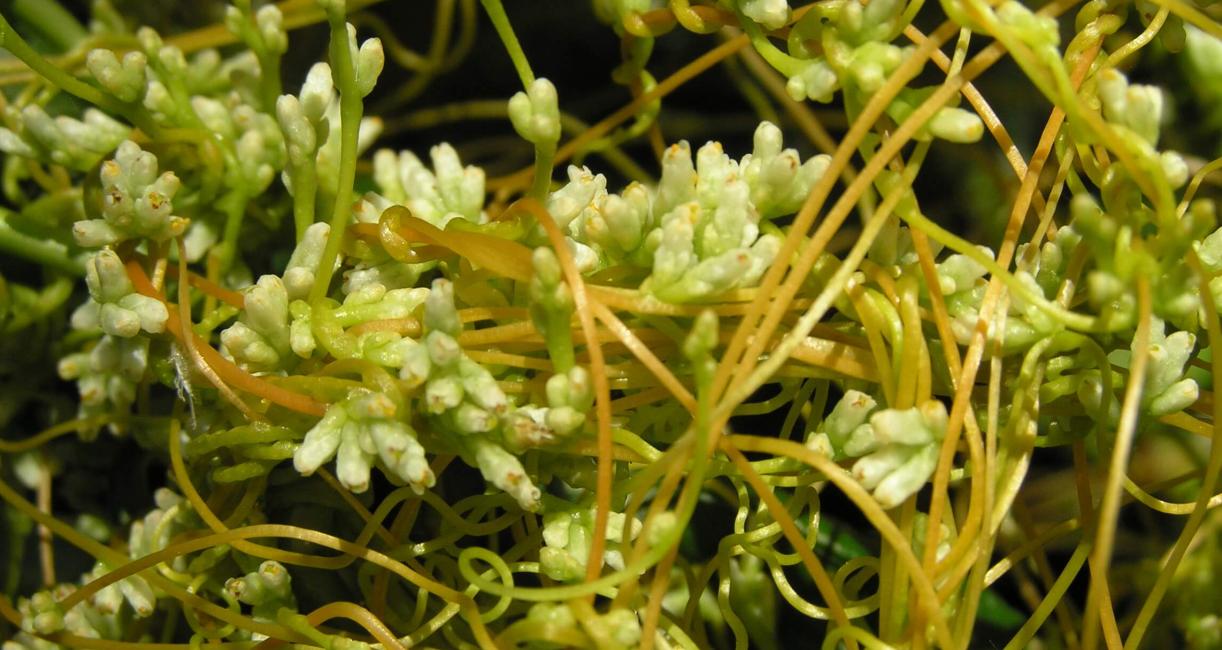 Common Dodder flower