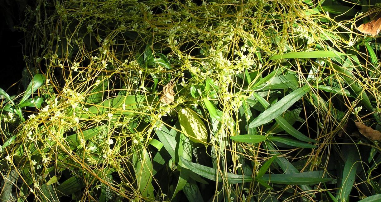 Common Dodder habit