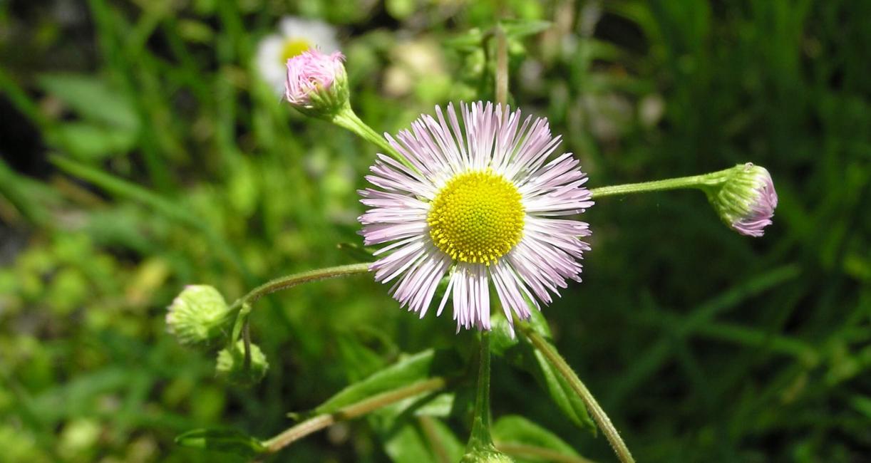 Common Fleabane flower