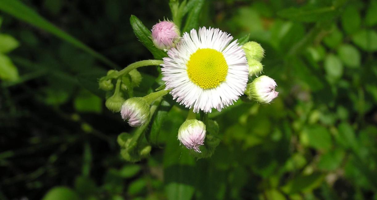 Common Fleabane flower
