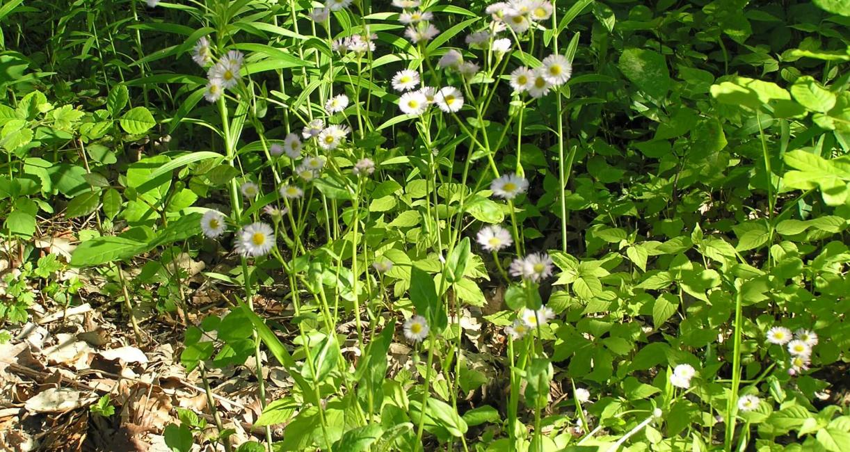 Common Fleabane habit