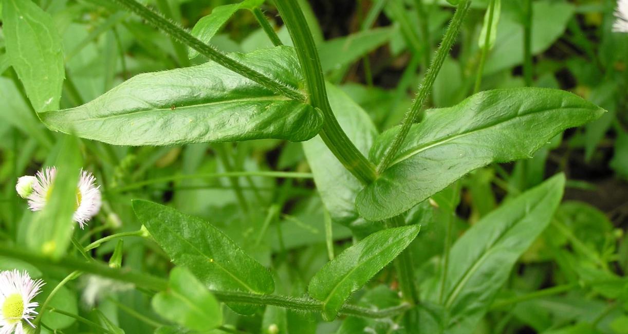 Common Fleabane leaves