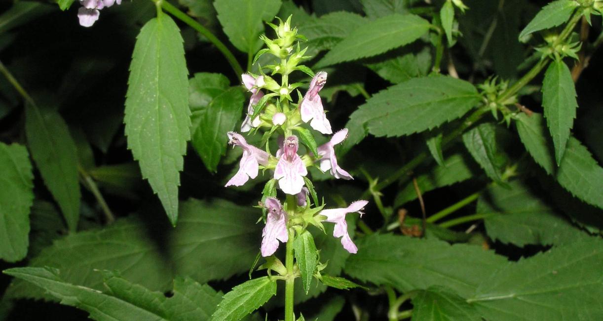 Common Hedge Nettle flower