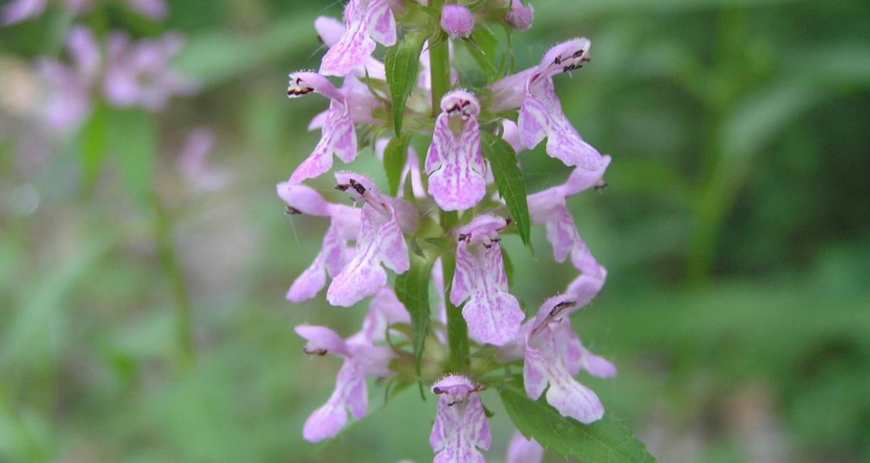 Common Hedge Nettle flower