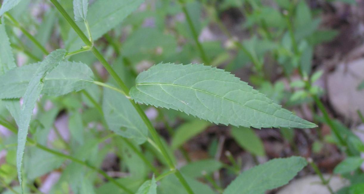 Common Hedge Nettle leaves