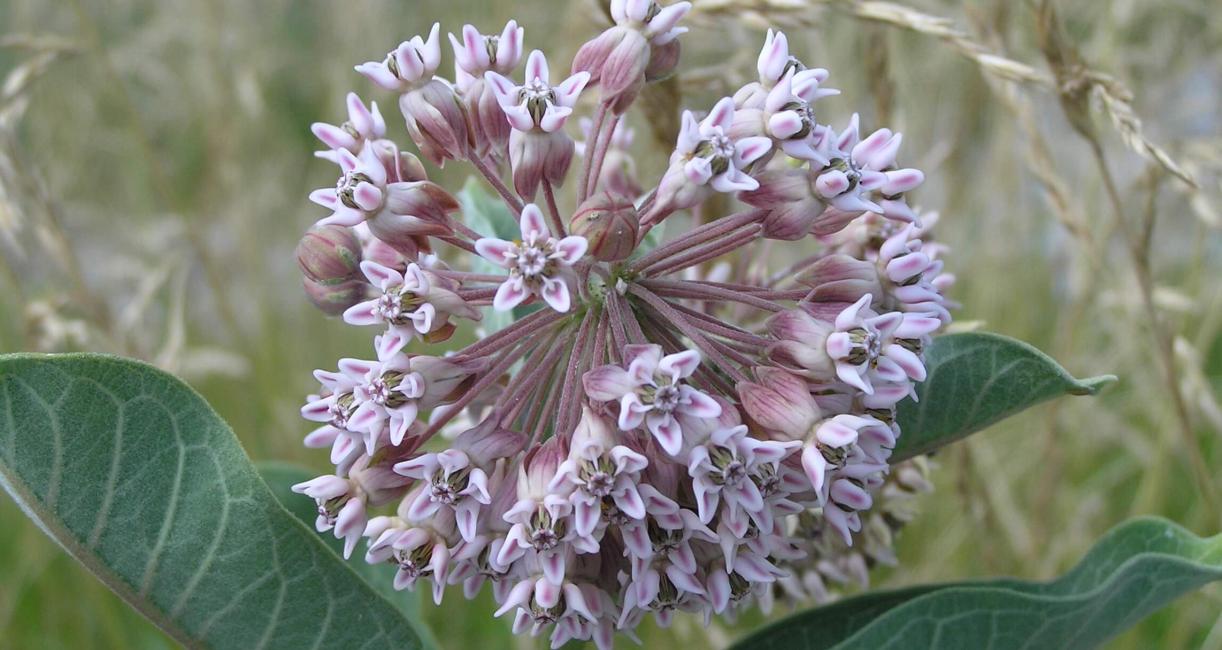 Common Milkweed flower
