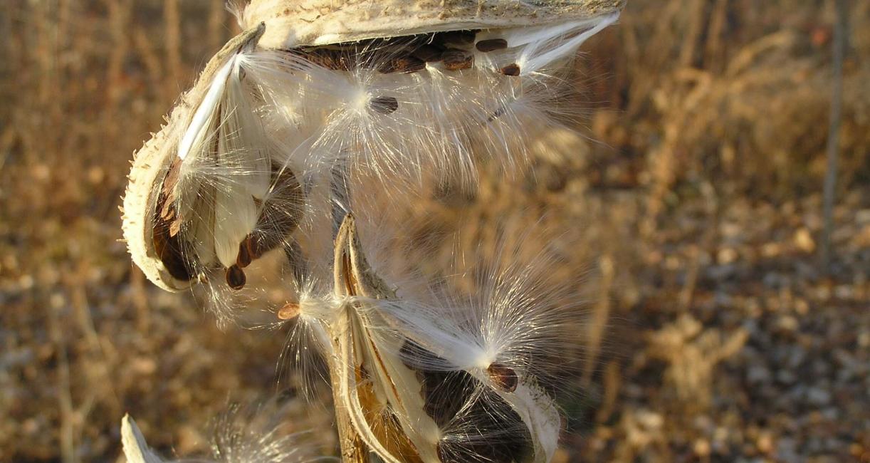 Common Milkweed fruit