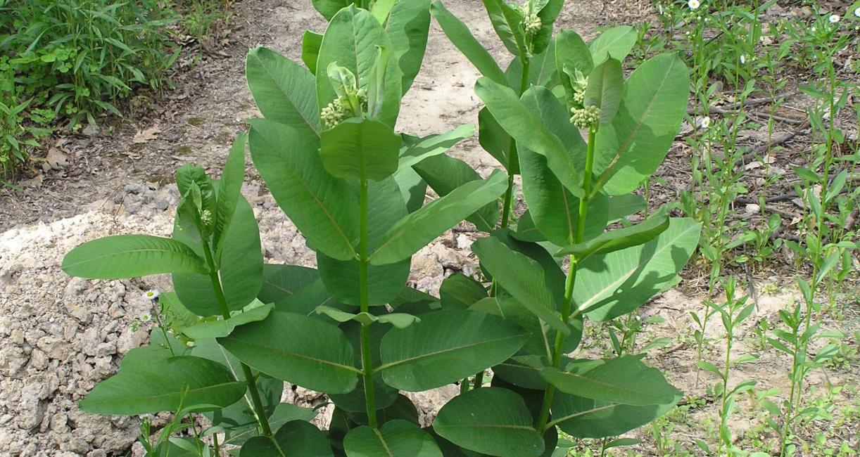 Common Milkweed habit