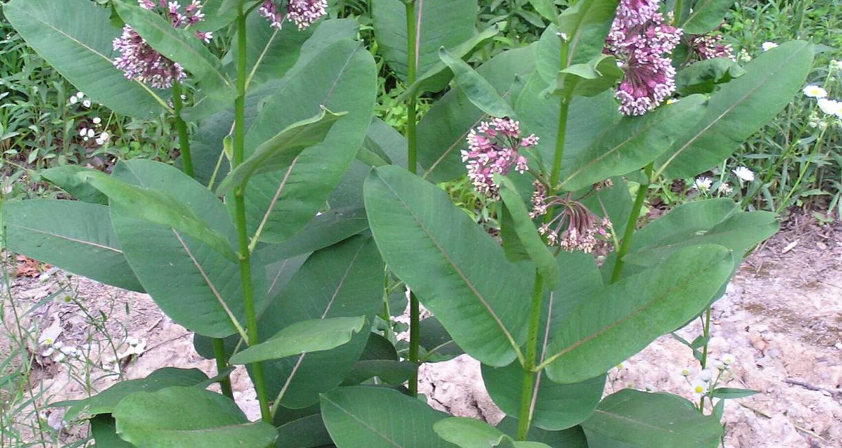 Common Milkweed habit