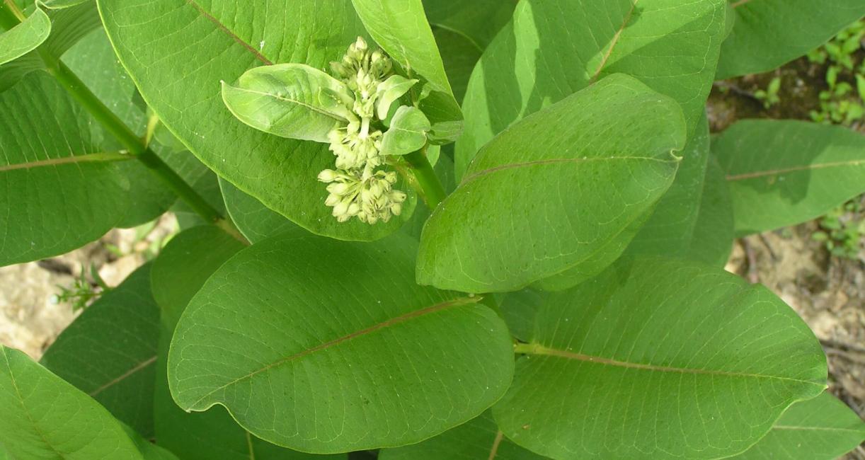 Common Milkweed leaves
