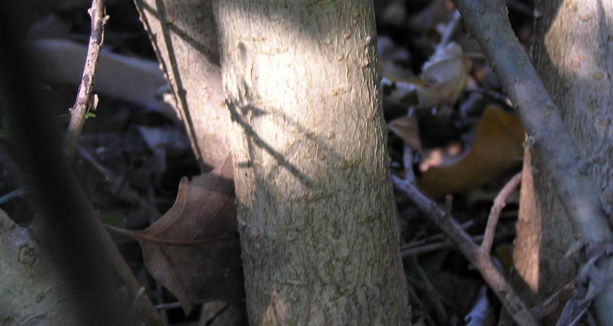 Common Privet bark