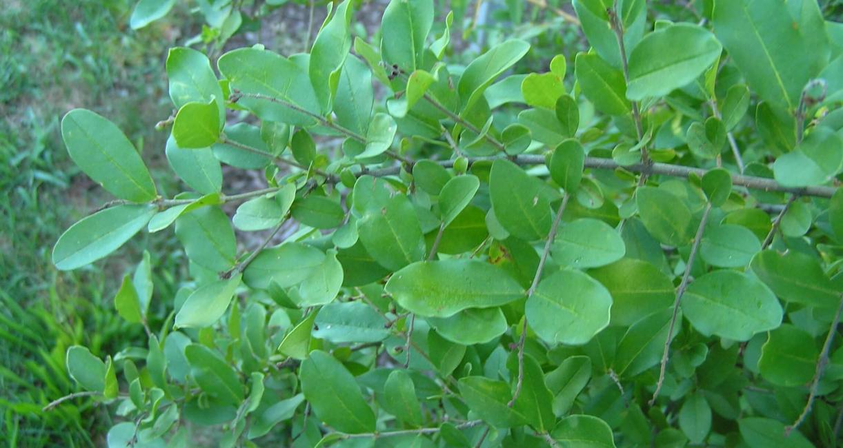 Common Privet branch