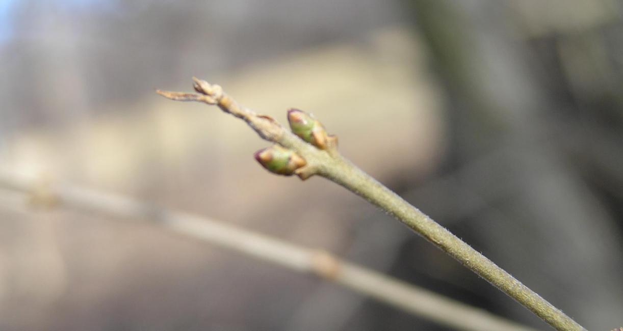 Common Privet bud