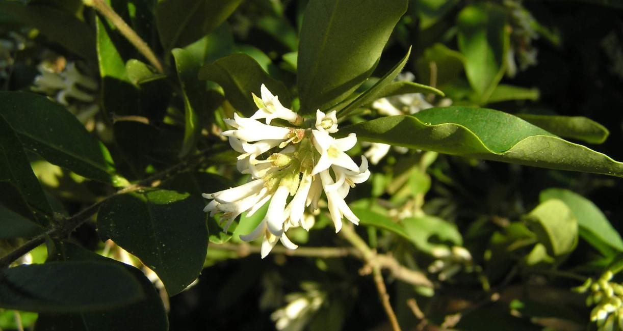 Common Privet flower