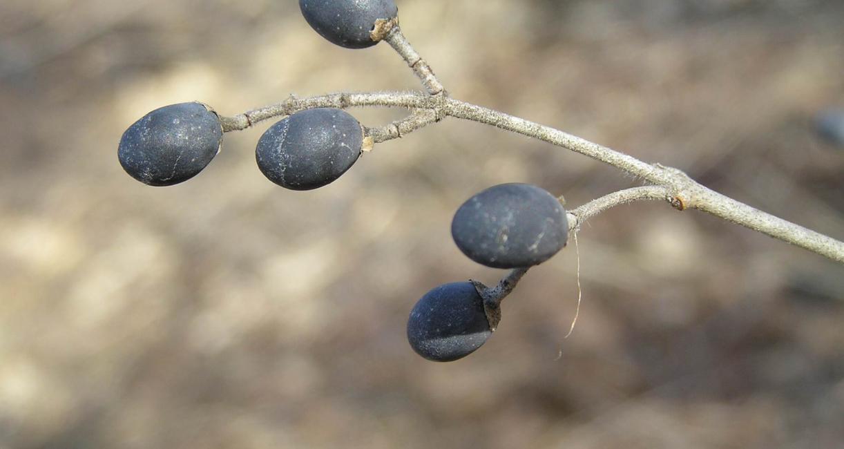 Common Privet fruit