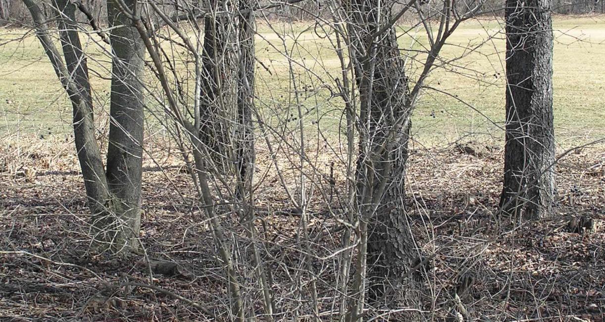 Common Privet habit