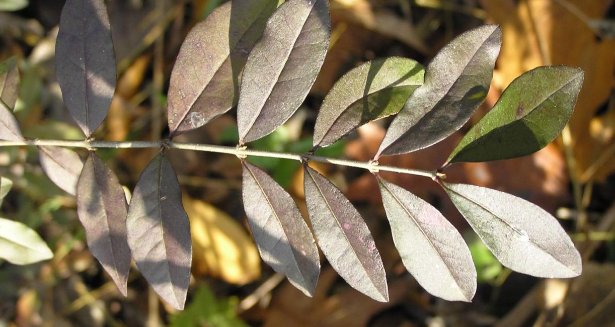 Common Privet leaves