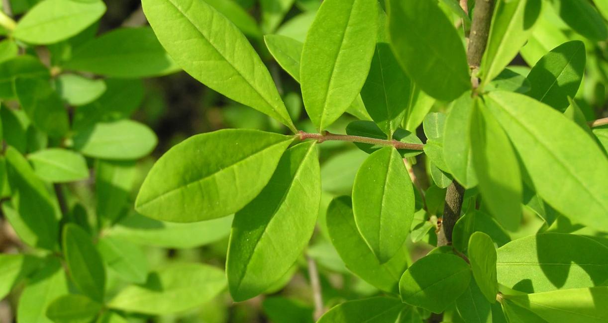 Common Privet leaves