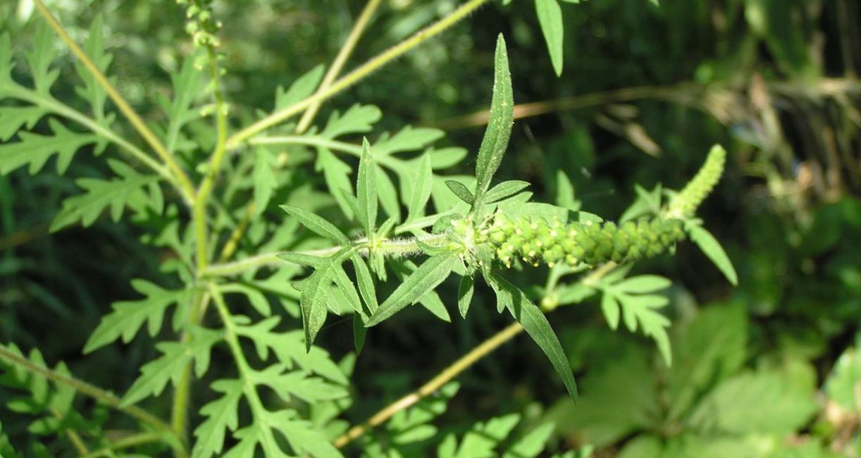 Common Ragweed flower