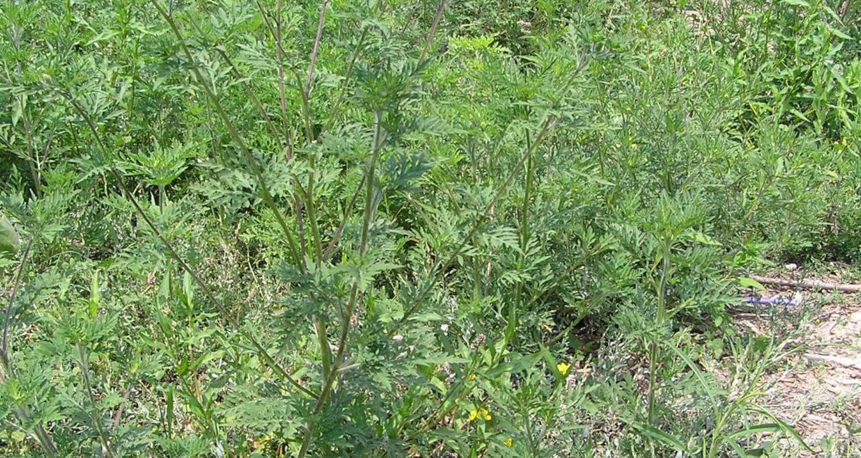 Common Ragweed habit