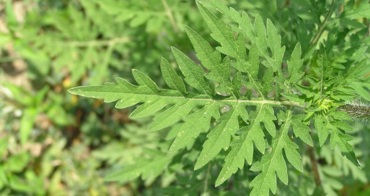 Common Ragweed leaves