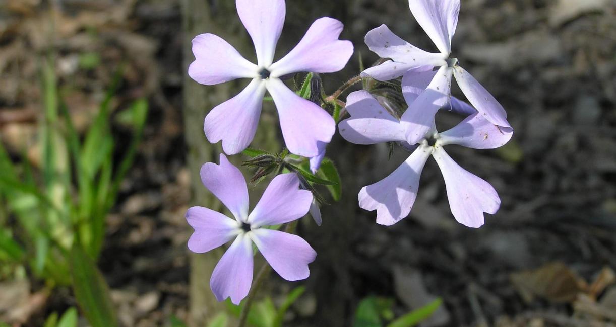 Creeping Phlox flower