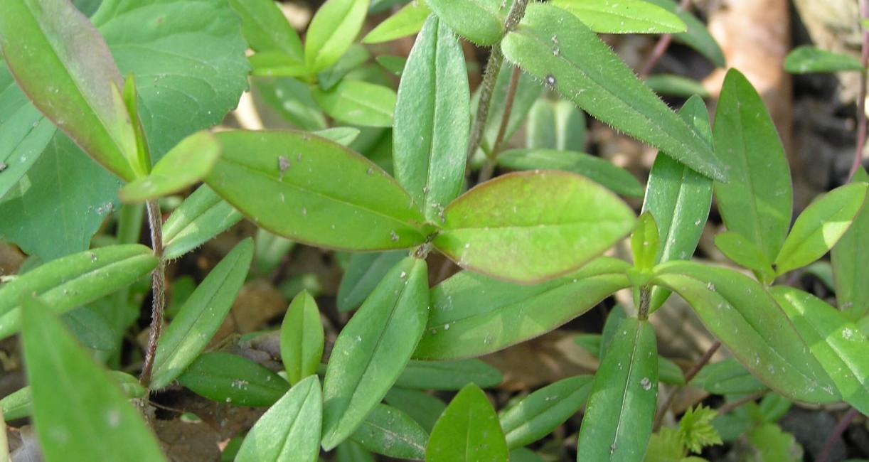Creeping Phlox leaves