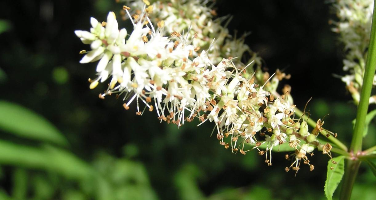 Culvers Root flower