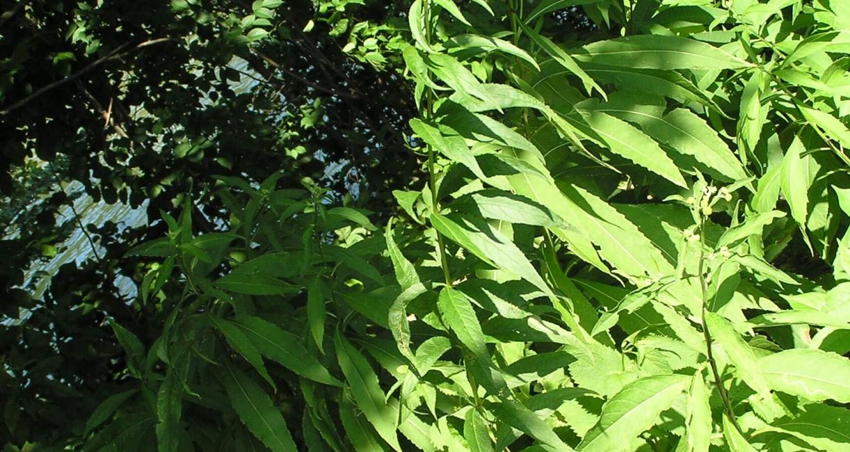 Culvers Root habit