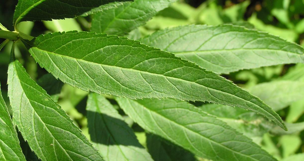 Culvers Root leaves